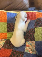 Angel, a female Whippet for sale in Oneida, TN – Photo 3 of 6