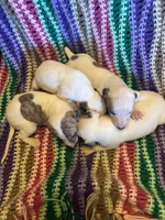 Angel, a female Whippet for sale in Oneida, TN – Photo 6 of 6