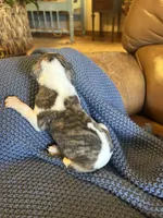 Crush, a male Whippet for sale in Oneida, TN – Photo 6 of 7