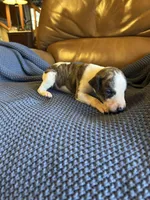 Crush, a male Whippet for sale in Oneida, TN – Photo 4 of 7