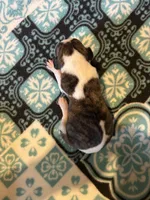 Crush, a male Whippet for sale in Oneida, TN – Photo 3 of 7