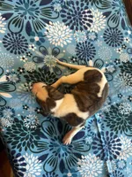 Crush, a male Whippet for sale in Oneida, TN – Photo 7 of 7