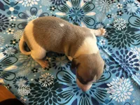 Smitten, a male Whippet for sale in Oneida, TN – Photo 6 of 7