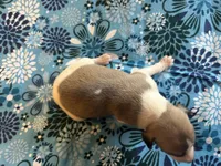 Smitten, a male Whippet for sale in Oneida, TN – Photo 2 of 7