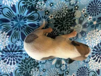 Arrow, a male Whippet for sale in Oneida, TN – Photo 6 of 7