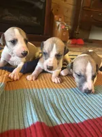 Arrow, a male Whippet for sale in Oneida, TN – Photo 3 of 7