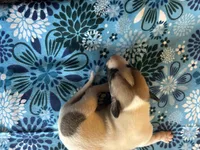 Arrow, a male Whippet for sale in Oneida, TN – Photo 4 of 7