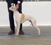 Arrow, a male Whippet for sale in Oneida, TN – Photo 5 of 7