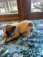 Arrow, a male Whippet for sale in Oneida, TN – Photo 2 of 7