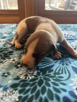 Boo, a male Whippet for sale in Oneida, TN – Photo 2 of 6