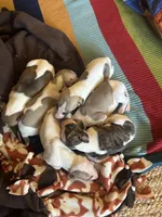 Boo, a male Whippet for sale in Oneida, TN – Photo 6 of 6