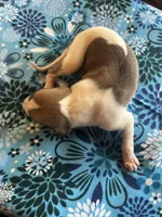 Boo, a male Whippet for sale in Oneida, TN – Photo 5 of 6