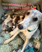 Cupid, a male Whippet for sale in Oneida, TN – Photo 3 of 6