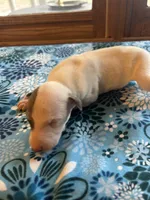 Cupid, a male Whippet for sale in Oneida, TN – Photo 2 of 6