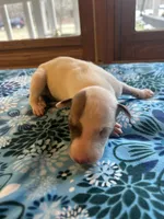 Cupid, a male Whippet for sale in Oneida, TN – Photo 4 of 6