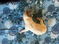 Cupid, a male Whippet for sale in Oneida, TN – Photo 1 of 6