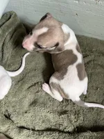 Romeo, a male Whippet for sale in Oneida, TN – Photo 6 of 8