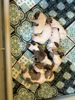 Romeo, a male Whippet for sale in Oneida, TN – Photo 4 of 8