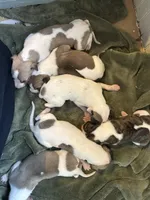 Romeo, a male Whippet for sale in Oneida, TN – Photo 5 of 8