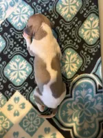 Romeo, a male Whippet for sale in Oneida, TN – Photo 2 of 8