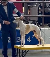 Romeo, a male Whippet for sale in Oneida, TN – Photo 7 of 8