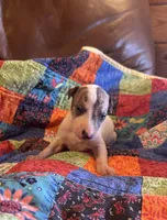 Sweetheart, a female Whippet for sale in Oneida, TN – Photo 1 of 6