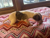 Sweetheart, a female Whippet for sale in Oneida, TN – Photo 6 of 6