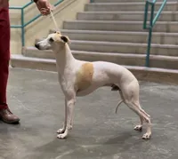 Sweetheart, a female Whippet for sale in Oneida, TN – Photo 4 of 6