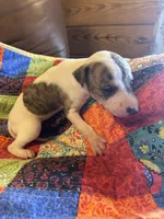 Sweetheart, a female Whippet for sale in Oneida, TN – Photo 2 of 6