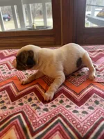 Rose, a female Whippet for sale in Oneida, TN – Photo 4 of 8