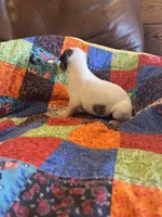 Rose, a female Whippet for sale in Oneida, TN – Photo 6 of 8