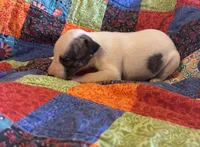 Rose, a female Whippet for sale in Oneida, TN – Photo 1 of 8