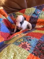 Rose, a female Whippet for sale in Oneida, TN – Photo 5 of 8