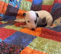 Rose, a female Whippet for sale in Oneida, TN – Photo 2 of 8