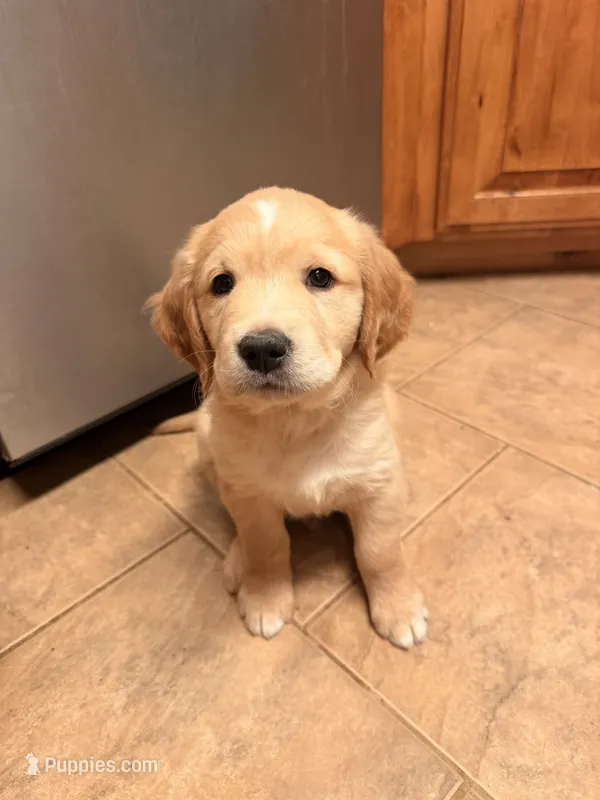 George – Golden Retriever puppy for sale in 