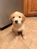 George, a male Golden Retriever for sale in ,  – 1 of 1