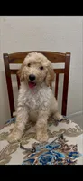 grey, a male Goldendoodle and Sheepadoodle for sale in Roseville, CA – 2 of 2
