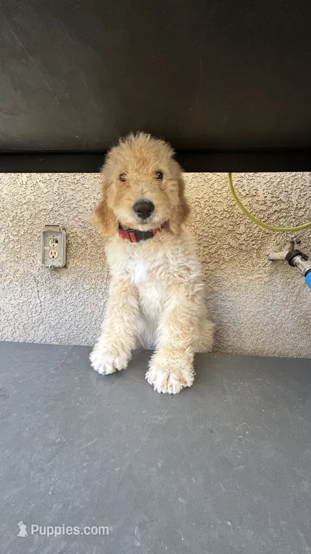 Red – Double Doodle puppy for sale in Roseville, CA