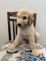 dark green, a male Goldendoodle and Sheepadoodle for sale in Roseville, CA – 2 of 2