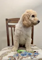 lime green, a male Goldendoodle and Sheepadoodle for sale in Roseville, CA – 2 of 2