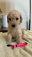 pink, a female Goldendoodle and Sheepadoodle for sale in Roseville, CA – 2 of 2