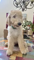 Greenie, a male Goldendoodle and Sheepadoodle for sale in Roseville, CA – 3 of 4