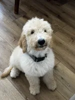 Gray, a male Goldendoodle and Sheepadoodle for sale in Roseville, CA – 4 of 4