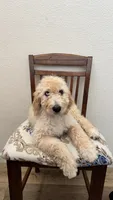 Red, a male Double Doodle for sale in Roseville, CA – 2 of 2