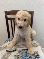 dark green, a male Goldendoodle and Sheepadoodle for sale in Roseville, CA – 1 of 2
