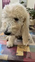 Greenie, a male Goldendoodle and Sheepadoodle for sale in Roseville, CA – 4 of 4