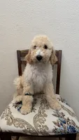 Greenie, a male Goldendoodle and Sheepadoodle for sale in Roseville, CA – 2 of 4
