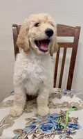 lime green, a male Goldendoodle and Sheepadoodle for sale in Roseville, CA – 1 of 2