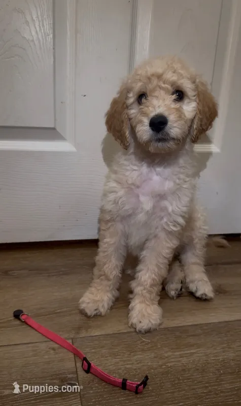 pink – Goldendoodle, Sheepadoodle puppy for sale in Roseville, CA