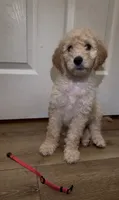 pink, a female Goldendoodle and Sheepadoodle for sale in Roseville, CA – 1 of 2